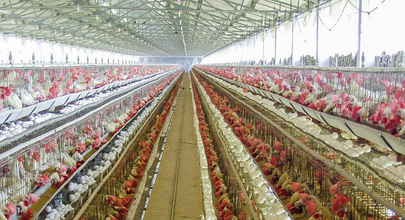 養殖場廢水如何正常處理?-青島樂中環保 養殖場廢水如何正常處理?-青島樂中環保