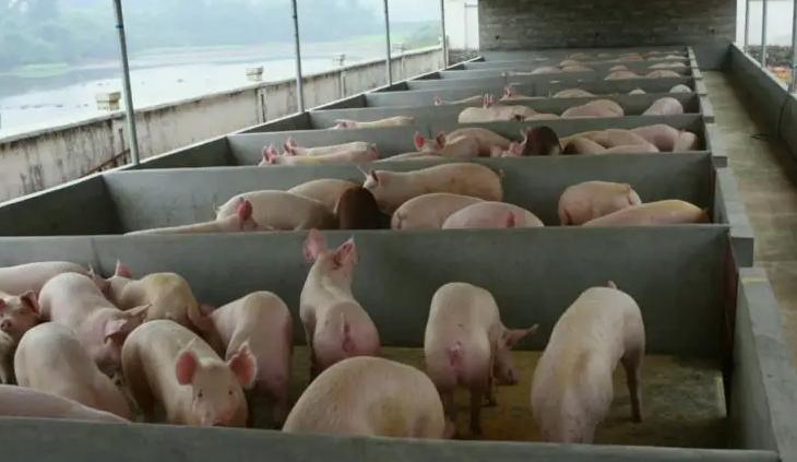 養豬場污水處理方法有幾種(現在養豬場污水處理流程) 養豬場污水處理方法有幾種(現在養豬場污水處理流程)