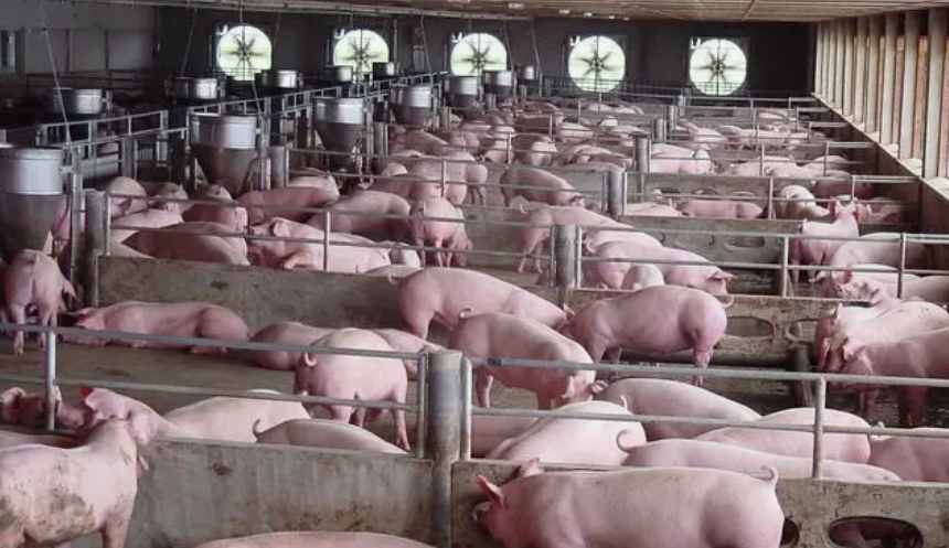 養豬場污水處理設備一套要多少錢費用(養豬場污水處理設備貴不貴) 養豬場污水處理設備一套要多少錢費用(養豬場污水處理設備貴不貴)