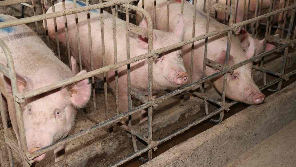 豬場廢水處理主要工藝|方法(一千頭養豬場污水處理) 豬場廢水處理主要工藝|方法(一千頭養豬場污水處理)